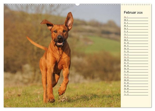 Produktbild: Rhodesian Ridgeback 2026 (Wandkalender 2026 DIN A2 quer), CALVENDO Monatskalender