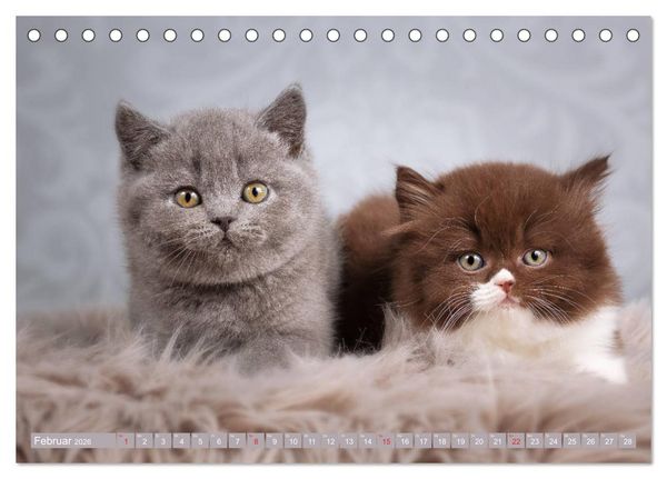 Produktbild: Kleine Stubenstiger (Tischkalender 2026 DIN A5 quer), CALVENDO Monatskalender