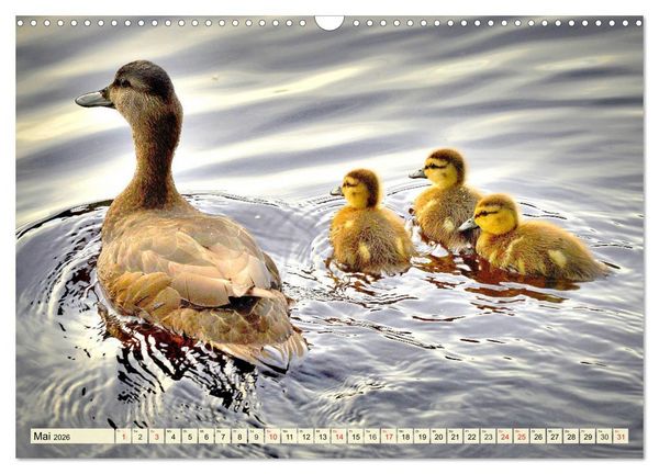 Produktbild: Enten. Beliebt, h&uuml;bsch und imposant (Wandkalender 2026 DIN A3 quer), CALVENDO Monatskalender