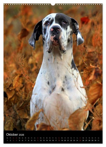 Produktbild: Faszination Deutsche Dogge (Wandkalender 2026 DIN A2 hoch), CALVENDO Monatskalender