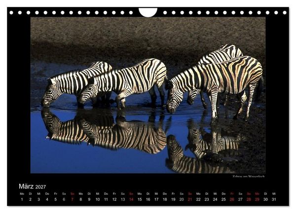 Produktbild: Wildtiere im Etosha Nationalpark (Wandkalender 2027 DIN A4 quer), CALVENDO Monatskalender
