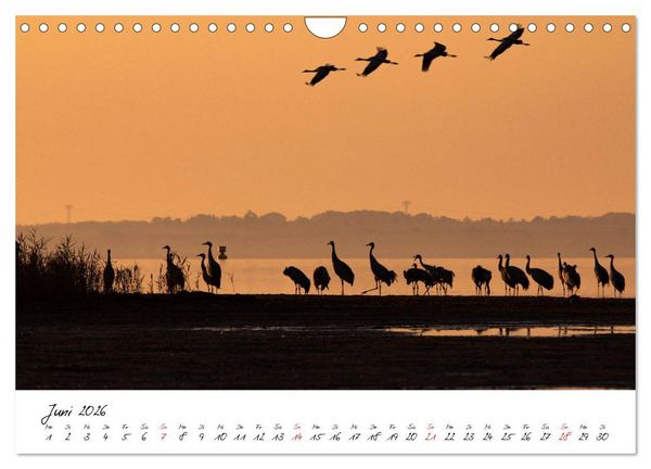 Produktbild: Kraniche am Schlafplatz - im Naturparadies der Mecklenburgischen Seenplatte (Wandkalender 2026 DIN A4 quer), CALVENDO Monatskalender