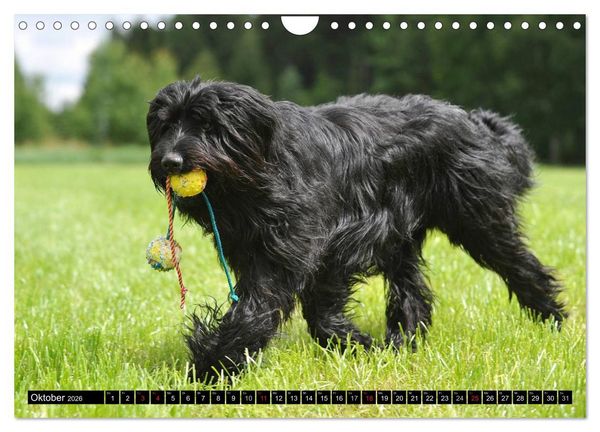 Produktbild: Altdeutsche H&uuml;tehunde - Fast vergessen (Wandkalender 2026 DIN A4 quer), CALVENDO Monatskalender