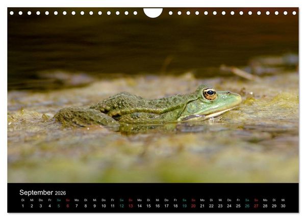 Produktbild: FROSCHBUCH (Wandkalender 2026 DIN A4 quer), CALVENDO Monatskalender
