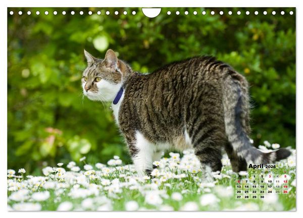Produktbild: Katzen im Gr&uuml;nen (Wandkalender 2026 DIN A4 quer), CALVENDO Monatskalender