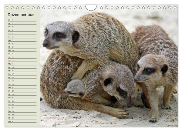 Produktbild: Erdm&auml;nnchen (Wandkalender 2026 DIN A4 quer), CALVENDO Monatskalender