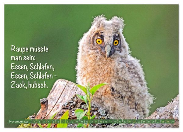 Produktbild: Die Eulen sind los: Edition lustige Tiere (hochwertiger Premium Wandkalender 2026 DIN A2 quer), Kunstdruck in Hochglanz