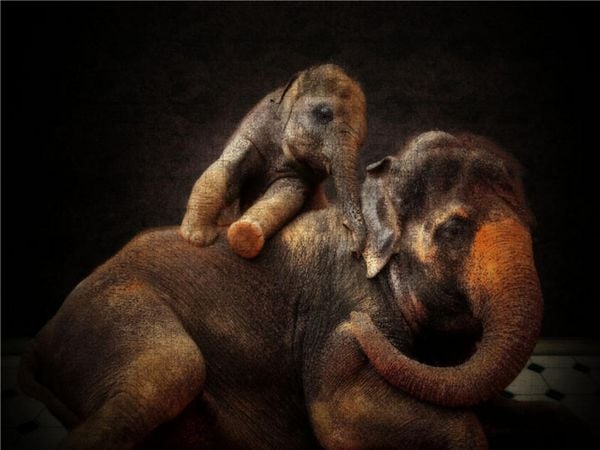 CALVENDO Puzzle Tierische Portraits hautnah 1000 Teile Lege-Größe 640 x 480 cm Foto-Puzzle Bild von Antje Wenner-Braun