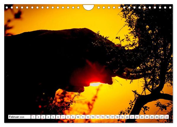 Produktbild: Elefanten-Traum - Herzenssache Afrika (Wandkalender 2026 DIN A4 quer), CALVENDO Monatskalender