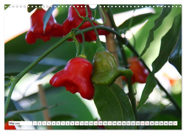 Produktbild: F&uuml;r Chili Liebhaber (Wandkalender 2026 DIN A3 quer), CALVENDO Monatskalender