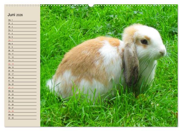 Produktbild: Kaninchen und Hasen (Wandkalender 2026 DIN A2 quer), CALVENDO Monatskalender