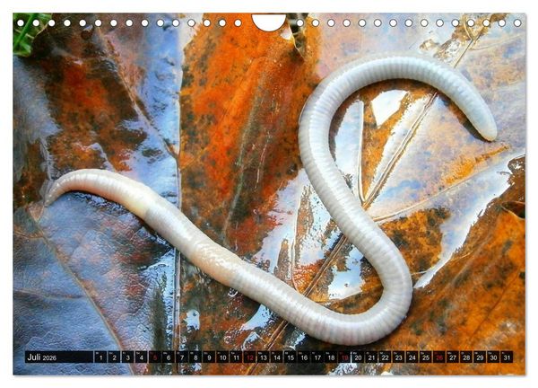 Produktbild: Abneigung und Ekel. Die unbeliebtesten Tiere (Wandkalender 2026 DIN A4 quer), CALVENDO Monatskalender