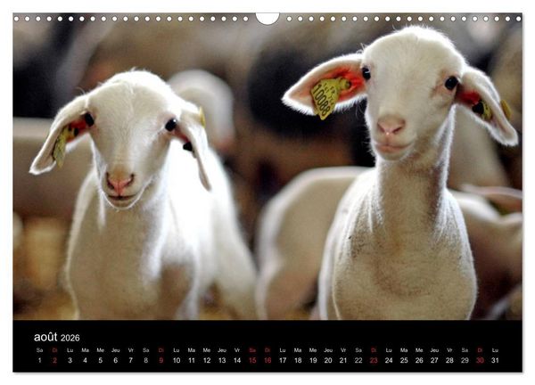 Produktbild: Couleurs Aveyron (Calendrier mural 2026 DIN A3 vertical), CALVENDO calendrier mensuel