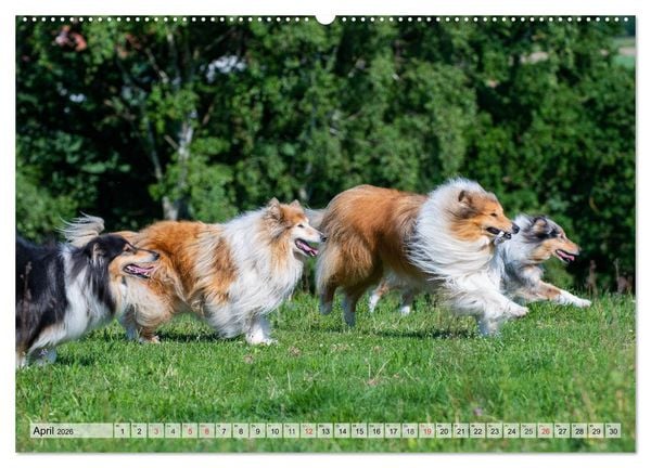 Produktbild: Collie - Das Gl&uuml;ck hat 4 Pfoten (Wandkalender 2026 DIN A2 quer), CALVENDO Monatskalender