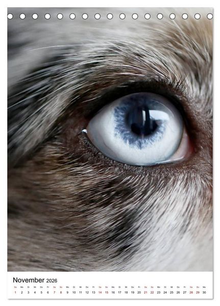 Produktbild: Australian Shepherd - Beste Freunde (Tischkalender 2026 DIN A5 hoch), CALVENDO Monatskalender