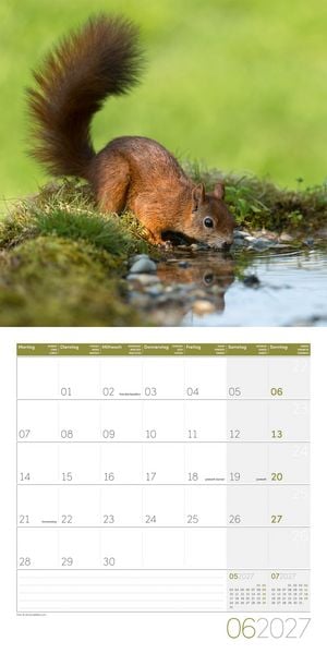 Produktbild: Eichh&ouml;rnchen Kalender 2027 - 30x30 - Art12