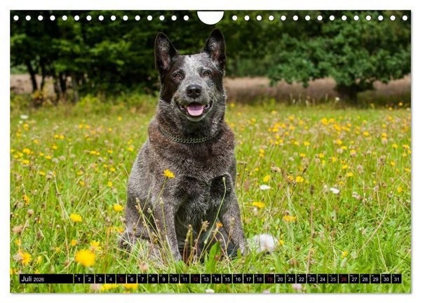 Produktbild: Power auf 4 Pfoten. Australian Cattle Dog (Wandkalender 2026 DIN A4 quer), CALVENDO Monatskalender