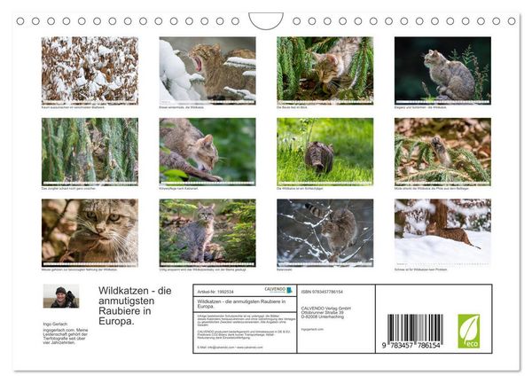 Produktbild: Wildkatzen - die anmutigsten Raubiere in Europa. (Wandkalender 2026 DIN A4 quer), CALVENDO Monatskalender