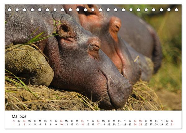 Produktbild: S&uuml;dafrika - Eine beeindruckende Tierwelt (Tischkalender 2026 DIN A5 quer), CALVENDO Monatskalender