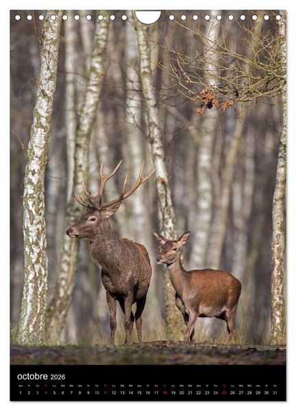 Produktbild: LE CERF EN FRANCE (Calendrier mural 2026 DIN A4 horizontal), CALVENDO calendrier mensuel