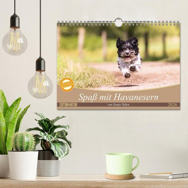 Produktbild: Spa&szlig; mit Havanesern (Wandkalender 2026 DIN A4 quer), CALVENDO Monatskalender
