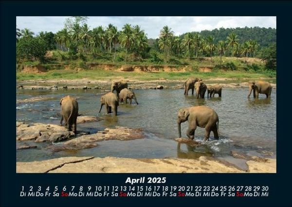 Produktbild: Elefanten 2025 Fotokalender DIN A5
