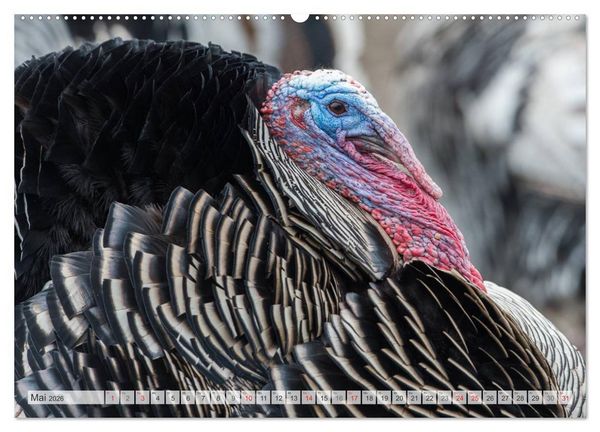 Produktbild: Emotionale Momente: Der Truthahn. (Wandkalender 2026 DIN A2 quer), CALVENDO Monatskalender