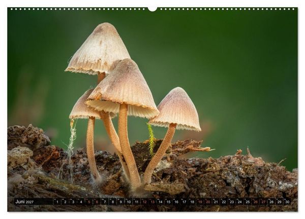 Produktbild: Kunstgalerie Wald - die verborgene Welt der Pilze (hochwertiger Premium Wandkalender 2027 DIN A2 quer), Kunstdruck in Hochglanz