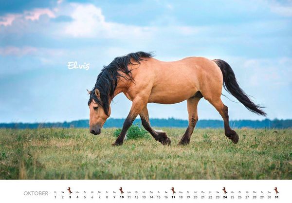 Produktbild: Pferde Kalender 2027 Wandkalender