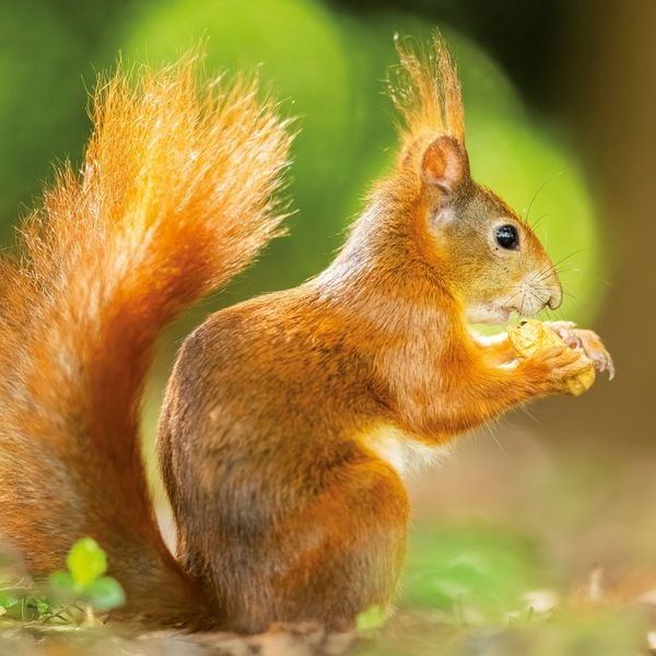 Produktbild: Eichh&ouml;rnchen / Squirrels 2027