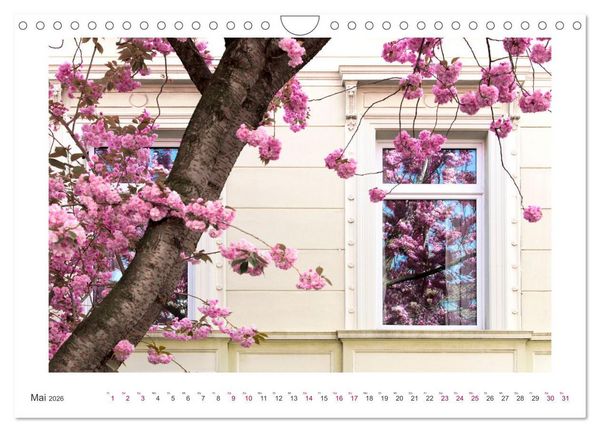 Produktbild: Japanische Kirschbl&uuml;te in Bonn (Wandkalender 2026 DIN A4 quer), CALVENDO Monatskalender