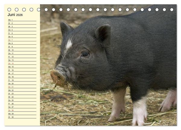 Produktbild: Von S&auml;uen die Schwein haben! (Tischkalender 2026 DIN A5 quer), CALVENDO Monatskalender