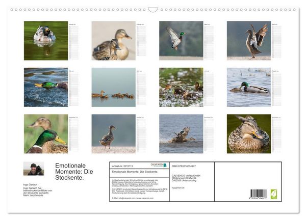 Produktbild: Emotionale Momente: Die Stockente. (Wandkalender 2026 DIN A2 quer), CALVENDO Monatskalender
