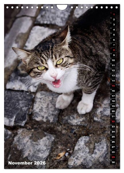 Produktbild: Istanbuls Katzen (Wandkalender 2026 DIN A4 hoch), CALVENDO Monatskalender