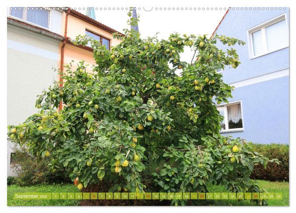 Produktbild: Werder (Havel) - Die Altstadtinsel (Wandkalender 2026 DIN A2 quer), CALVENDO Monatskalender