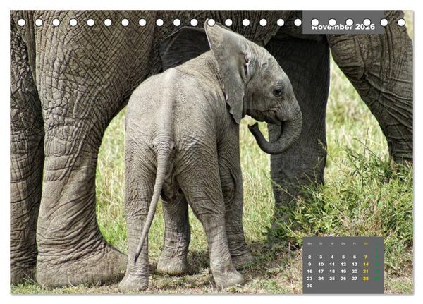Produktbild: E wie Elefanten - verspielt und schn&uuml;ssig (Tischkalender 2026 DIN A5 quer), CALVENDO Monatskalender