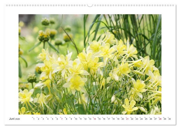 Produktbild: Akeleien im Garten (hochwertiger Premium Wandkalender 2026 DIN A2 quer), Kunstdruck in Hochglanz