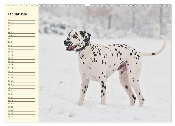 Produktbild: Auf den Punkt - Dalmatiner (Wandkalender 2026 DIN A2 quer), CALVENDO Monatskalender
