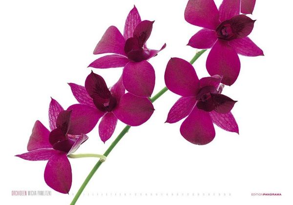Produktbild: Pawlitzki, M: Orchideen/immerw&auml;hrend