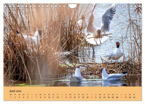 Produktbild: Bezaubernde Tierwelt in freier Natur (Wandkalender 2026 DIN A4 quer), CALVENDO Monatskalender