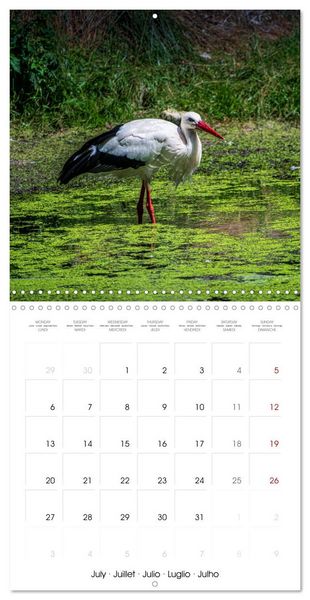 Produktbild: Whispers of Wings (Wall Calendar 2026 12 &times; 12 Inch) CALVENDO 12 Month Wall Calendar
