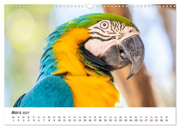 Produktbild: Aras und bunte Sittiche: Exotische Papageien-Portr&auml;ts (Wandkalender 2027 DIN A3 quer), CALVENDO Monatskalender