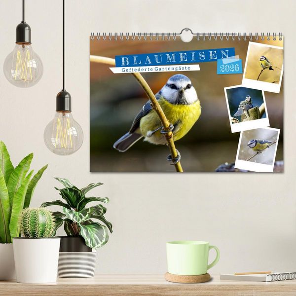 Produktbild: Gefiederte Garteng&auml;ste, Blaumeisen (Wandkalender 2026 DIN A4 quer), CALVENDO Monatskalender