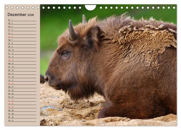 Produktbild: B&uuml;ffel. Wisent und Bison (Wandkalender 2026 DIN A4 quer), CALVENDO Monatskalender