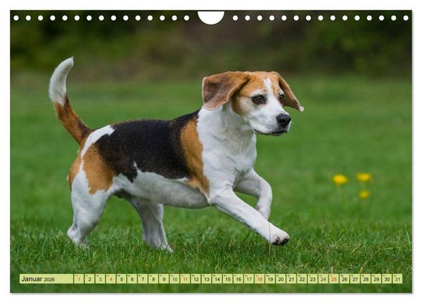 Produktbild: Beagle - Herz auf 4 Pfoten (Wandkalender 2026 DIN A4 quer), CALVENDO Monatskalender