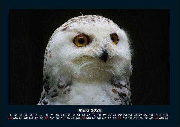Produktbild: Vogelparadies 2026 Fotokalender DIN A4