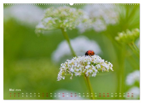 Produktbild: Tierische Untermieter (hochwertiger Premium Wandkalender 2026 DIN A2 quer), Kunstdruck in Hochglanz