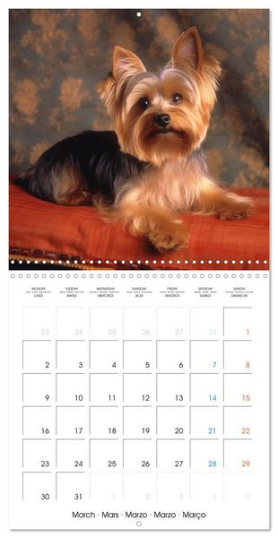 Produktbild: Portraits de petits chiens (Calendrier mural carr&eacute; 2026 30x30 cm) Calendrier double avec une page pour vos prises de notes