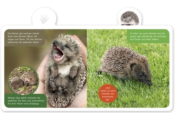 Produktbild: Der Igel