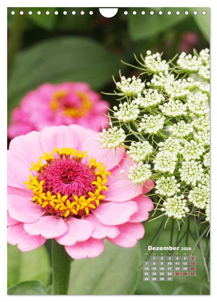 Produktbild: Zinnien im Garten (Wandkalender 2026 DIN A4 hoch), CALVENDO Monatskalender